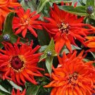 100 Inca Zinnia Seeds Fresh Seeds Fast Shipping