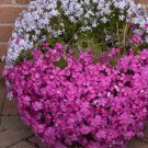 100 Kelly'S Eye Phlox Seeds Fresh Seeds Fast Shipping