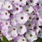 100 Lilac Star Phlox Seeds Fresh Seeds Fast Shipping
