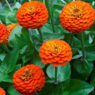 100 Lilliput Orange Zinnia Seeds Fresh Seeds Fast Shipping