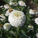 100 Lilliput White Zinnia Seeds Fresh Seeds Fast Shipping