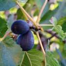100 Lsu Purple Fig Seeds Fresh Seeds Fast Shipping