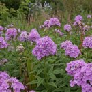 100 Luc'S Lilac Phlox Seeds Fresh Seeds Fast Shipping