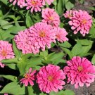 100 Luminosa Zinnia Seeds Fresh Seeds Fast Shipping