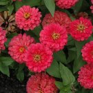 100 Magellan Cherry Zinnia Seeds Fresh Seeds Fast Shipping