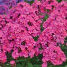 100 Material Girl Phlox Seeds Fresh Seeds Fast Shipping