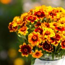 100 Mexican Persian Carpet Zinnia Seeds Fresh Seeds Fast Shipping