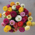 100 Oklahoma Formula Mix Zinnia Seeds Fresh Seeds Fast Shipping