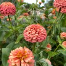 100 Oklahoma Salmon Zinnia Seeds Fresh Seeds Fast Shipping
