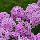 100 Opalescence Phlox Seeds Fresh Seeds Fast Shipping