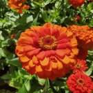 100 Oriole Zinnia Seeds Fresh Seeds Fast Shipping
