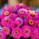100 Pumila Violet Zinnia Seeds Fresh Seeds Fast Shipping