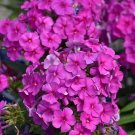 100 Purple Flame Phlox Seeds Fresh Seeds Fast Shipping