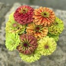 100 Queen Lime Mix Zinnia Seeds Fresh Seeds Fast Shipping