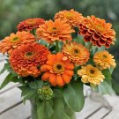 100 Queeny Pure Orange Zinnia Seeds Fresh Seeds Fast Shipping
