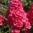 100 Red Flame Phlox Seeds Fresh Seeds Fast Shipping
