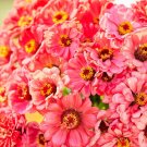 100 Salmon Queen Zinnia Seeds Fresh Seeds Fast Shipping