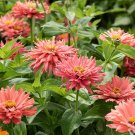 100 Senorita Zinnia Seeds Fresh Seeds Fast Shipping
