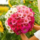 100 Show Stopper Mix Zinnia Seeds Fresh Seeds Fast Shipping