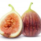100 Smyrna Fig Seeds Fresh Seeds Fast Shipping