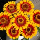 100 Sombrero Zinnia Seeds Fresh Seeds Fast Shipping