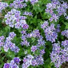 100 Sugar Stars Phlox Seeds Fresh Seeds Fast Shipping