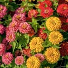 100 Sunbow Mix Zinnia Seeds Fresh Seeds Fast Shipping