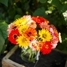 100 Super Cactus Giant Mix Zinnia Seeds Fresh Seeds Fast Shipping