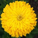100 Super Cactus Sungod Zinnia Seeds Fresh Seeds Fast Shipping