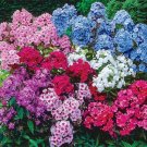 100 Tall Mix Phlox Seeds Fresh Seeds Fast Shipping