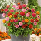 100 Thumbelina Dwarf Zinnia Seeds Fresh Seeds Fast Shipping
