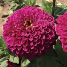 100 Tudor Zinnia Seeds Fresh Seeds Fast Shipping