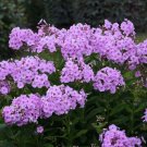 100 Uptown Girl Phlox Seeds Fresh Seeds Fast Shipping