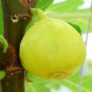100 White Marseilles Fig Seeds Fresh Seeds Fast Shipping