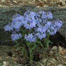 100 Wild Sweet William Phlox Seeds Fresh Seeds Fast Shipping
