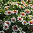 100 Zahara Starlight Rose Zinnia Seeds Fresh Seeds Fast Shipping