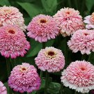 100 Zinderella Purple Zinnia Seeds Fresh Seeds Fast Shipping