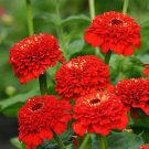 100 Zinderella Red Zinnia Seeds Fresh Seeds Fast Shipping
