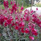 1000 Black Prince Snapdragon Seeds Fresh Seeds Fast Shipping