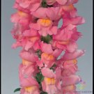 1000 Calima Snapdragon Seeds Fresh Seeds Fast Shipping