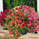 1000 Candy Showers Mix Snapdragon Seeds Fresh Seeds Fast Shipping