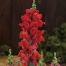 1000 Candy Tops Orange Snapdragon Seeds Fresh Seeds Fast Shipping