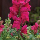 1000 Candy Tops Pink Snapdragon Seeds Fresh Seeds Fast Shipping
