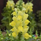 1000 Candy Tops Yellow Snapdragon Seeds Fresh Seeds Fast Shipping