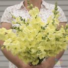 1000 Chantilly Cream Yellow Snapdragon Seeds Fresh Seeds Fast Shipping