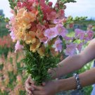 1000 Chantilly Mix Snapdragon Seeds Fresh Seeds Fast Shipping