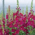 1000 Chantilly Purple Snapdragon Seeds Fresh Seeds Fast Shipping
