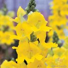 1000 Chantilly Yellow Snapdragon Seeds Fresh Seeds Fast Shipping