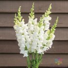 1000 Costa Midly White Ii Snapdragon Seeds Fresh Seeds Fast Shipping