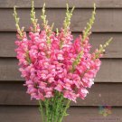 1000 Costa Rose Ii Snapdragon Seeds Fresh Seeds Fast Shipping